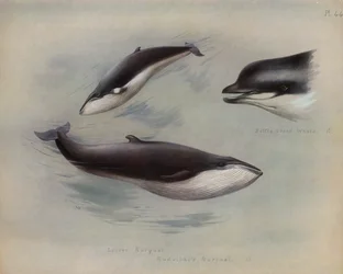 Kleiner Bartenwal, Rudolphis Bartenwal, Flaschennasenwal